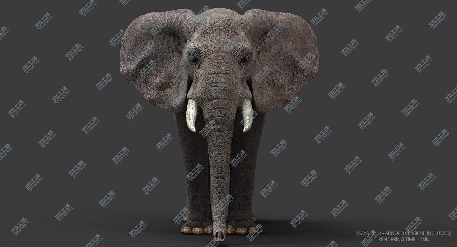 images/goods_img/202105072/African Elephant/4.jpg